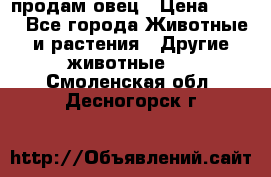  продам овец › Цена ­ 100 - Все города Животные и растения » Другие животные   . Смоленская обл.,Десногорск г.